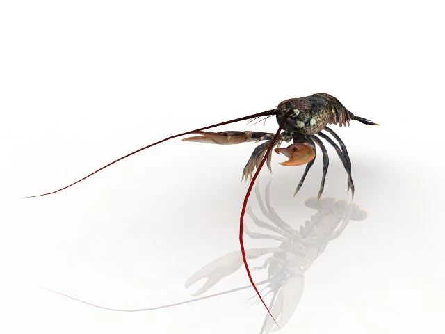 lobster 3D Model .c4d .max .obj .3ds .fbx .stl .blend 