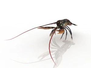 龙虾 3D 模型
