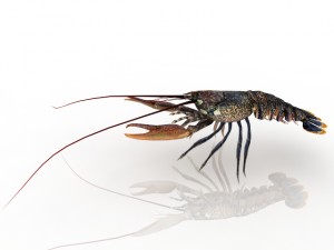 lobster Model 3D