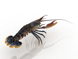 lobster 3D Model