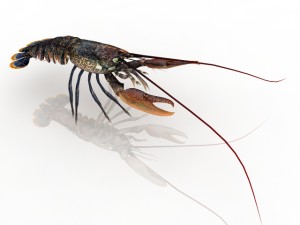 lobster Model 3D