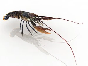 lobster 3D Model