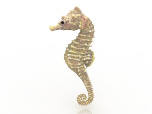 sea horse 3D मॉडल