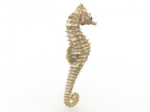 sea horse Modèle 3D