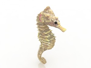 sea horse Modèle 3D