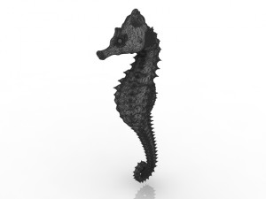 sea horse Modèle 3D