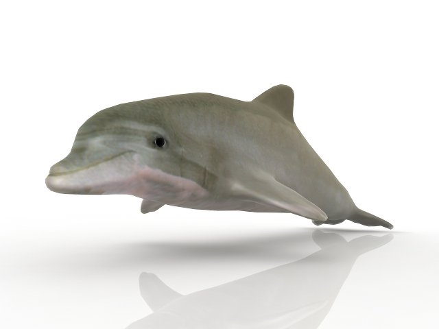 dolphin Model 3D .c4d .max .obj .3ds .fbx .stl .blend 
