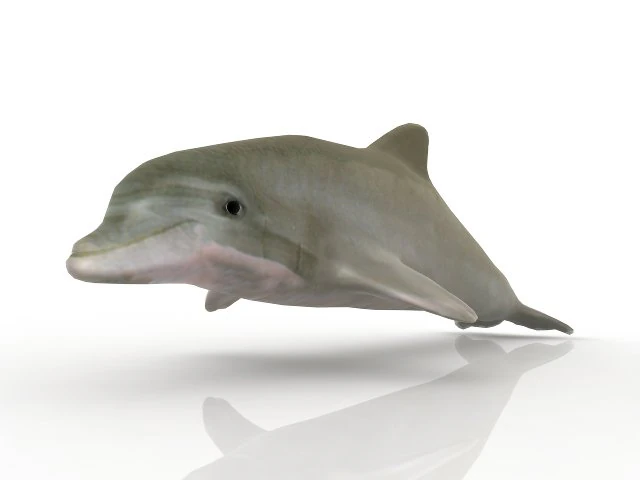 dolphin 3D Model .c4d .max .obj .3ds .fbx .stl .blend 