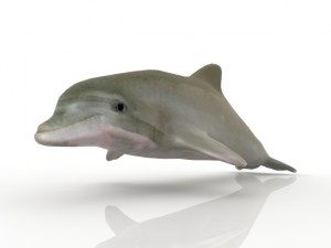 dolphin Model 3D