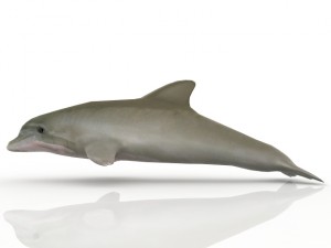 dolphin Model 3D