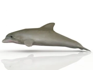 dolphin 3D Model
