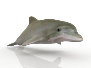 dolphin Model 3D