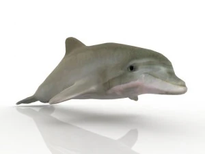dolphin 3D Model