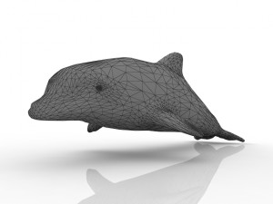 dolphin Model 3D