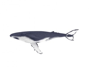 Whale Modelo 3D