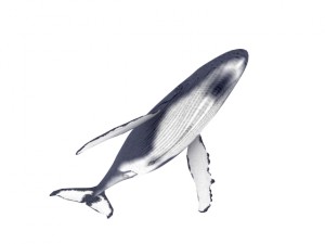 Whale Modelo 3D