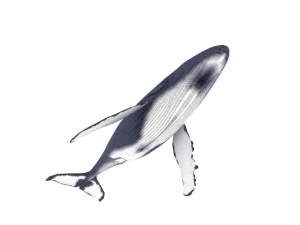 Baleia Modelo 3D