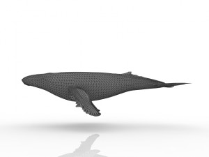 Whale Modelo 3D