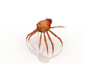 crab 3D Model