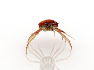 crab 3D Модель