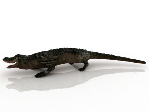 alligator 3D Model