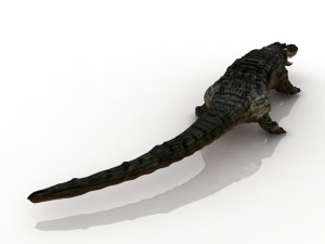 alligator 3D Model