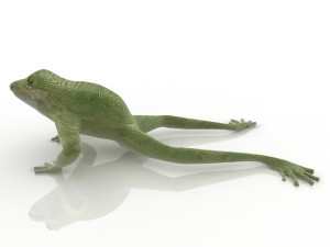 frog Modèle 3D