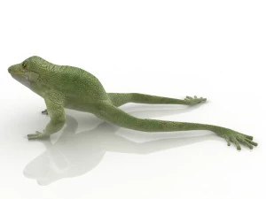 frog 3D Model