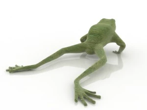 frog 3D Model