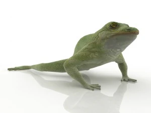 frog 3D Model