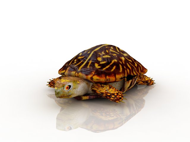 turtle 3D Model .c4d .max .obj .3ds .fbx .stl .blend 