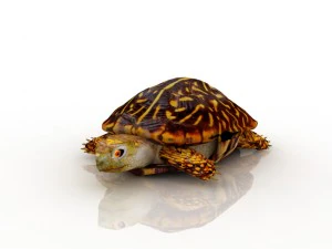 turtle 3D Model