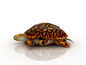 turtle 3D Model