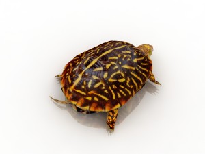 turtle 3D Model