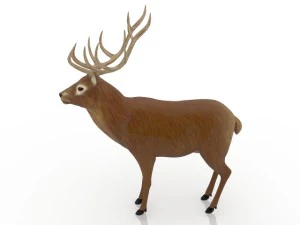 cervo Modelo 3D