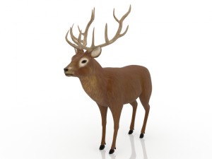 deer 3D मॉडल