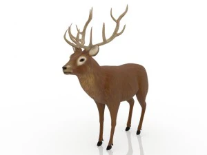 cervo Modelo 3D