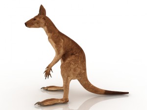 kangaroo 3D Модель