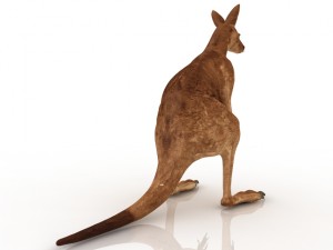 kangaroo 3D Модель