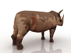 rhinoceros 3D Model