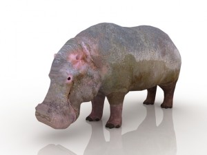 hippo 3D 模型