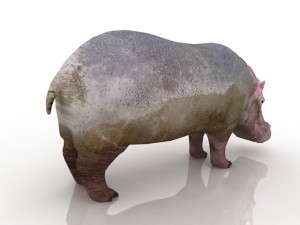 hippo 3D मॉडल