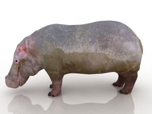 hippo 3D मॉडल