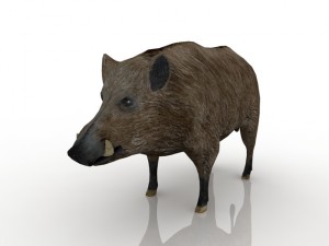 boar 3D मॉडल