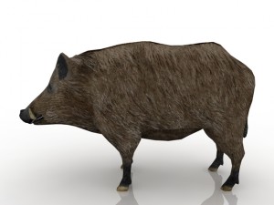 boar 3D 모델