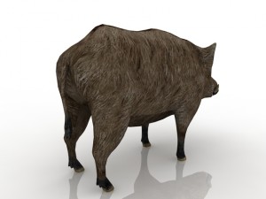 boar 3D 모델