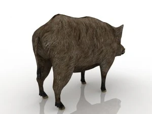 boar 3D Model