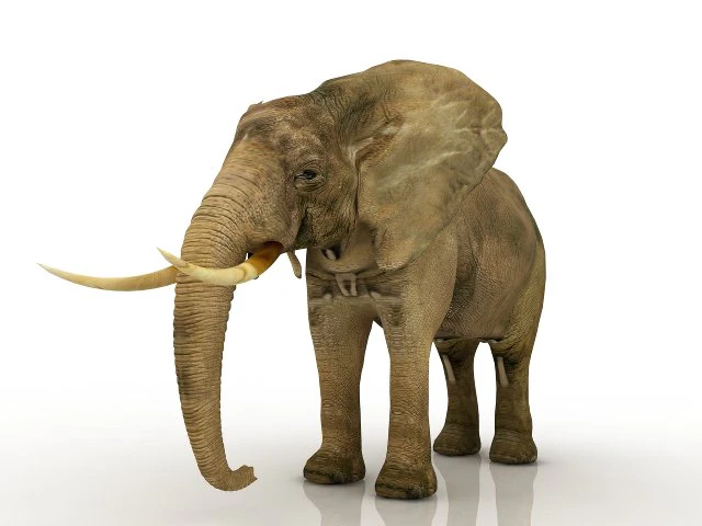 elephant 3D Model .c4d .max .obj .3ds .fbx .stl .blend 