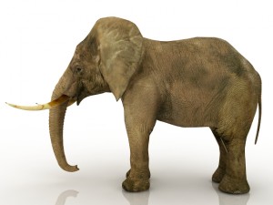 elephant Modelo 3D