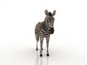 zebra 3D 모델